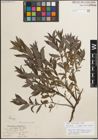 Foto von Salix myricoides Muhl.